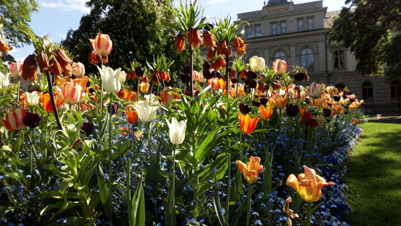 Blommor i Rådhusparken, Jönköping